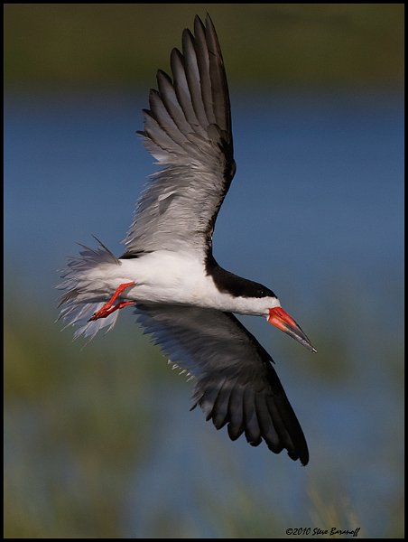 _0SB7228 black skimmer.jpg